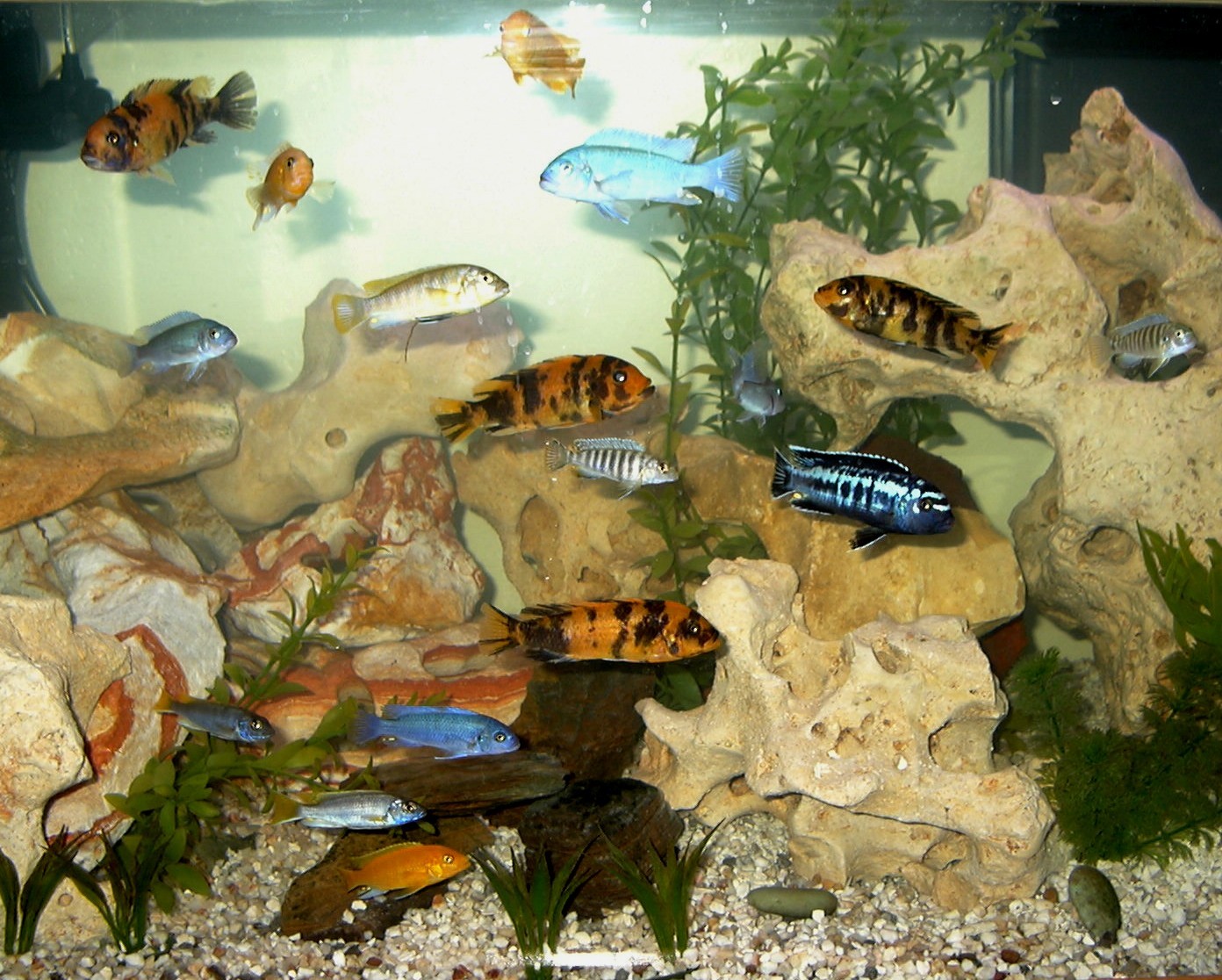 How Many African Cichlids are in a 40 Gallon Tank